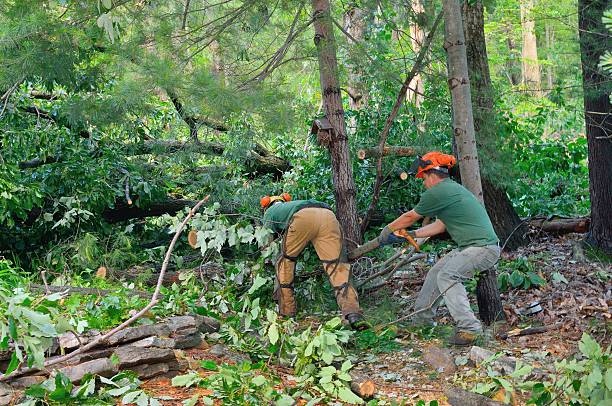 Best Affordable Tree Service  in San Diego Country Estates, CA